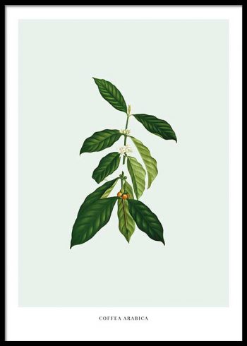 COFFEE PLANT POSTER