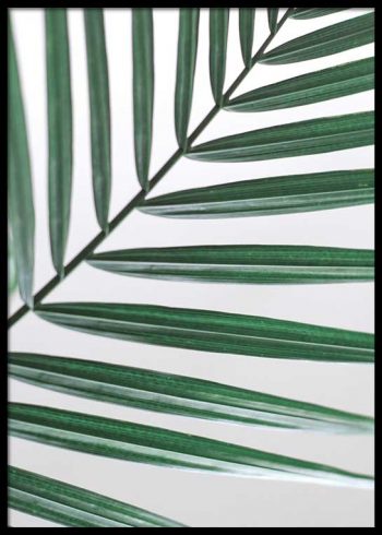 PALM LEAVES CLOSEUP POSTER