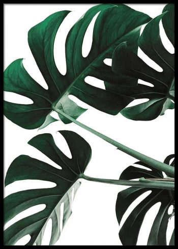 MONSTERA LEAVES NO. 3 POSTER