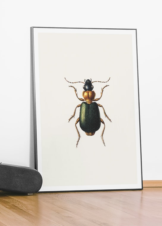 VINTAGE BUGS NO. 2 POSTER