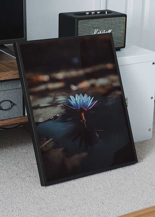 WATER LILY POSTER