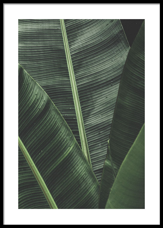 PALM LEAVES LAYERS POSTER