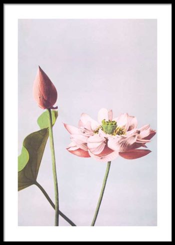 COLORIZED VINTAGE FLOWERS NO. 1 POSTER