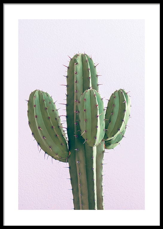 CACTUS ON PINK POSTER